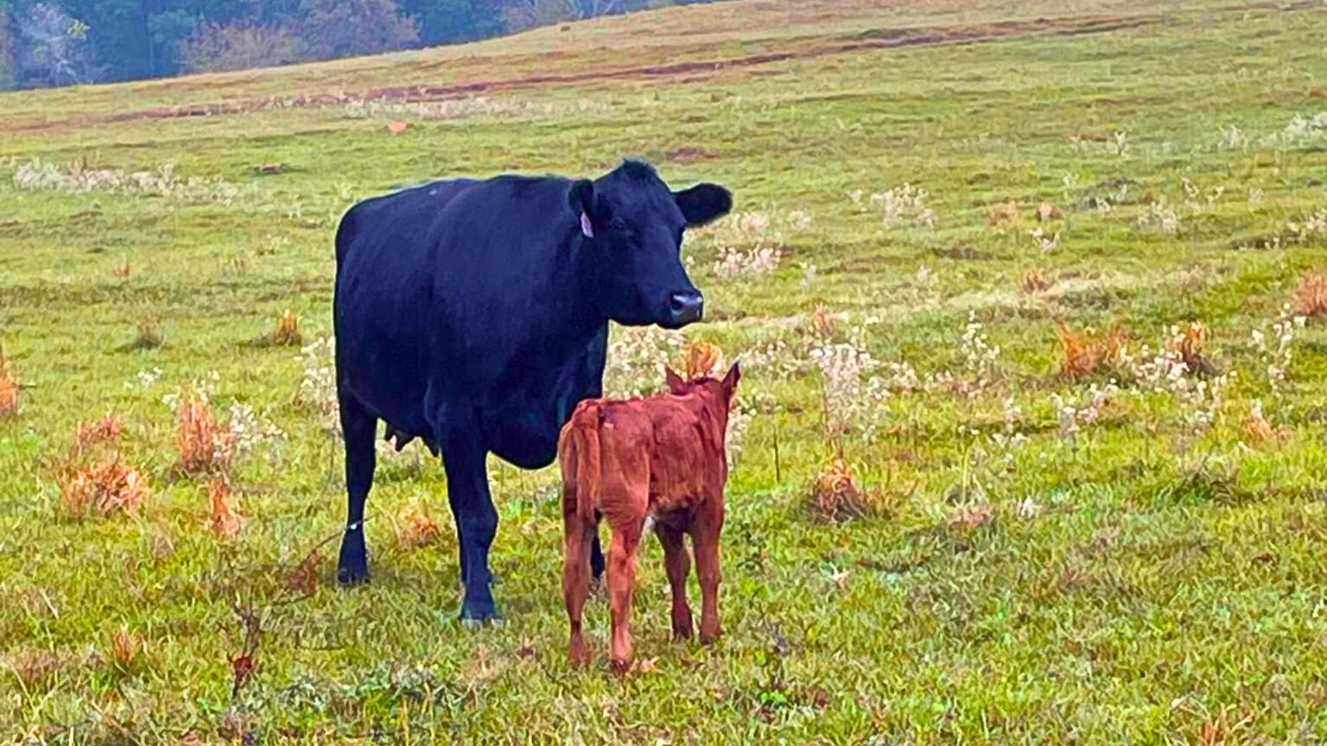 Beef cow with calf grazing on East Texas pasture at Five Blessings Farms