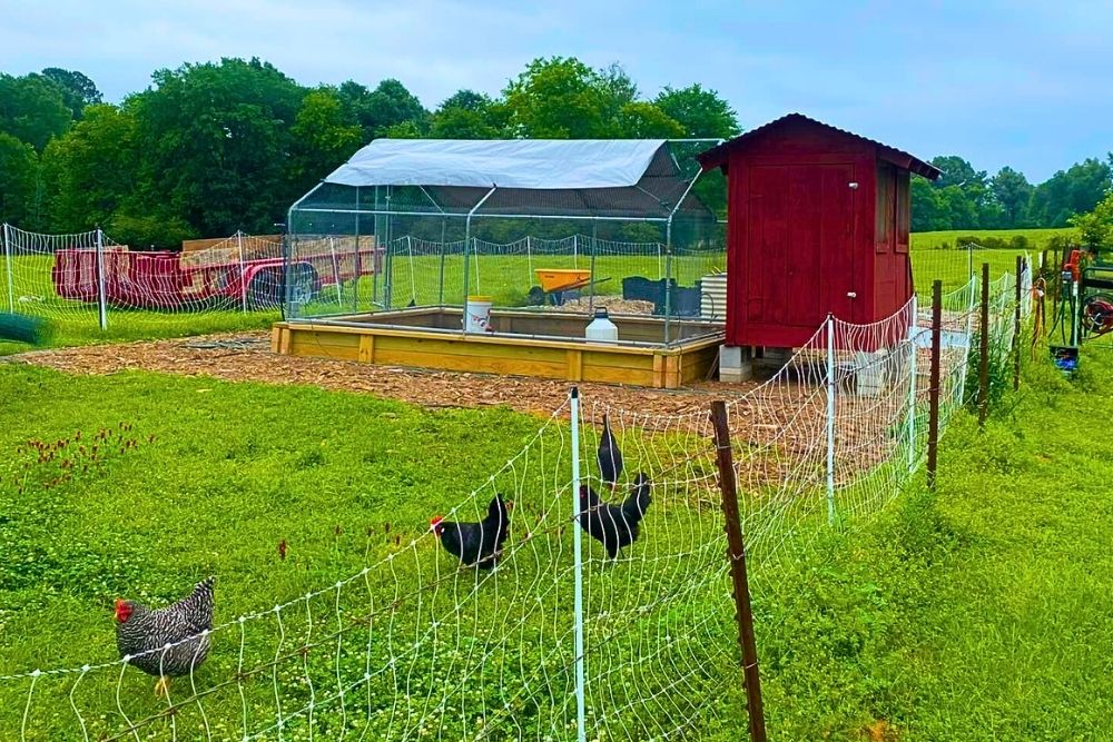 Free-range chickens on pasture at Five Blessings Farms Marshall region