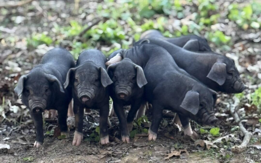 New Residents on the Farm