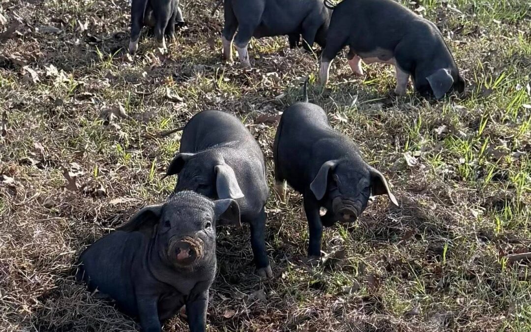 Why Pasture-Raised Pork Matters: A Better Choice for Animals, Land, and Your Table