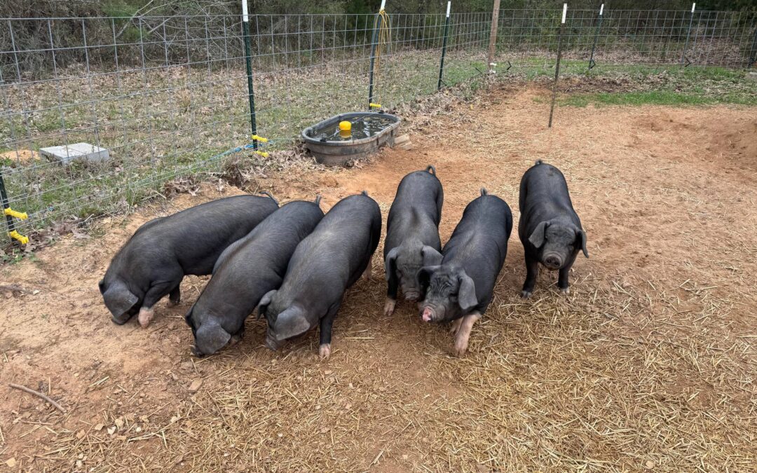 Spring Is Here — Fresh Pork + Free Delivery in Henderson This Month