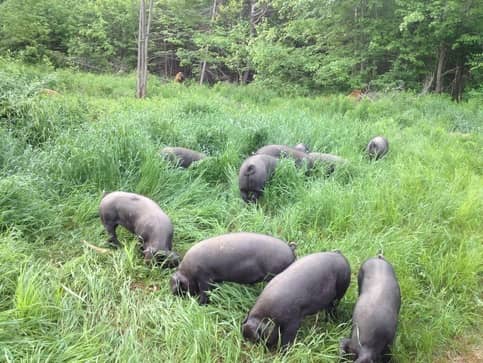 What Is Silvopasture Pork? A Better Way to Raise Pigs