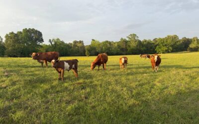 The Spring Flush: When the Pastures Come Alive